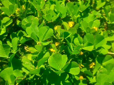 Burr Sıhhiye bitkileri. Kaliforniya Buryoncası, Diş Yoncası, Diş Hekimi, İlkbahar mevsiminde büyüyen polimorfin.. 