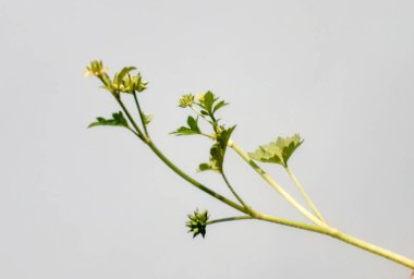 Ranunculus muricatus bitkisi. Spinyfruit düğün çiçeği olarak da bilinir. Ve beyaz arka planda yalıtılmış kaba meyveli düğün çiçeği..