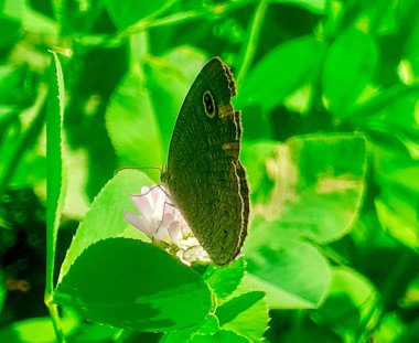 Ypthima baldus  commonly known as five-ring butterfly perched on Persian clover pink flower and collecting nectar with green leaves background in sun light.  clipart