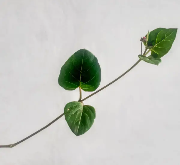 stock image Punarnava (boerhavia repens) plant with white background.