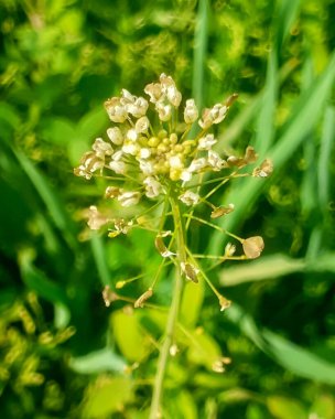Capsella bursa-pastoris ya da Shepherd 'ın çantasındaki yeşil yapraklı çiçek bitkisi..