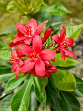 Peregrina or spicy Jatropha red flowers plant or Jatropha integerrima with green blurred background in sun natural light. clipart