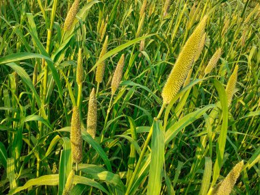 İnci darı (pennisetum glaucum) tam çerçeve arkaplanlı olgun mahsul alanı. 