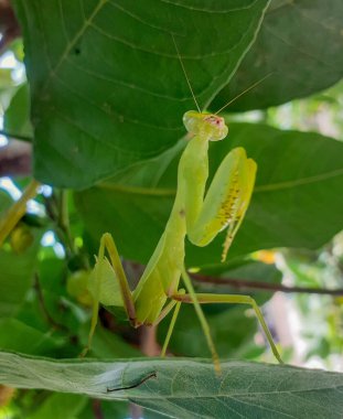 Arka planda bulanık yeşil bir yaprak üzerinde duran peygamberdevesi..