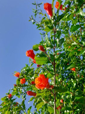 Punica granatumu ya da yeşil yapraklı nar ağacı ve kırmızı çiçekler bahar mevsiminde mavi gökyüzü arka planında, güneşte çiçek açmaya başlar..