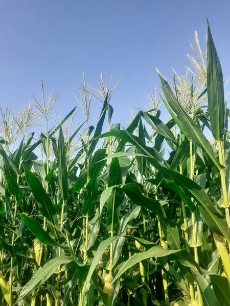 stock image Corn crop plants or zea mays also known as maize with blue sky background in summertime. 