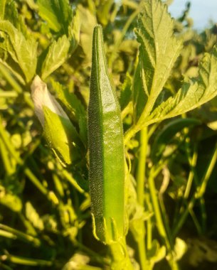 Okra vegetable with green leaves background in summertime.  clipart