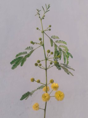 Akasya nilotica ya da vachellia nilotica ağacı, yaygın olarak sakız Arap ağacı, Mısır akasyası ya da dikenli mimoza olarak bilinir, beyaz arka planda izole edilmiştir. 