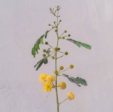 Vachellia nilotica (akasya nilotica) yeşil yapraklı ve sarı çiçekli genç ağaç, beyaz üzerine izole edilmiş. 