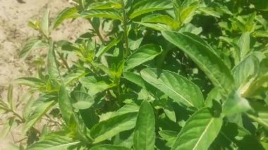 Bir grup mentha longifolia bitkisi. Horsemint, nane şekeri ve gün ışığında nane şekeri olarak da bilinir. Yakın görünüm