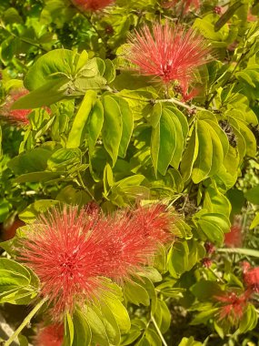 Red powder puff flower (calliandra haematocephala) flower plant with green leaves full background clipart