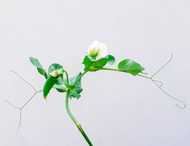 Ekilmiş bezelye (pisum sativum) ya da bahçe bezelyesi olarak da bilinir. 