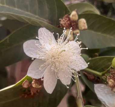 Guava (Psidium guajava) arka planı bulanık beyaz çiçek