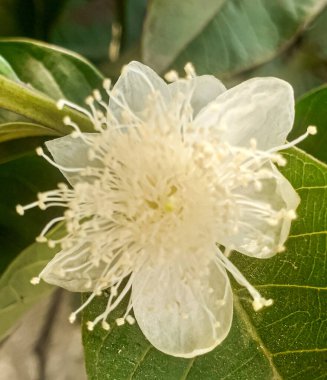 Guava ağacı beyaz çiçeği. Yakın görünüm 