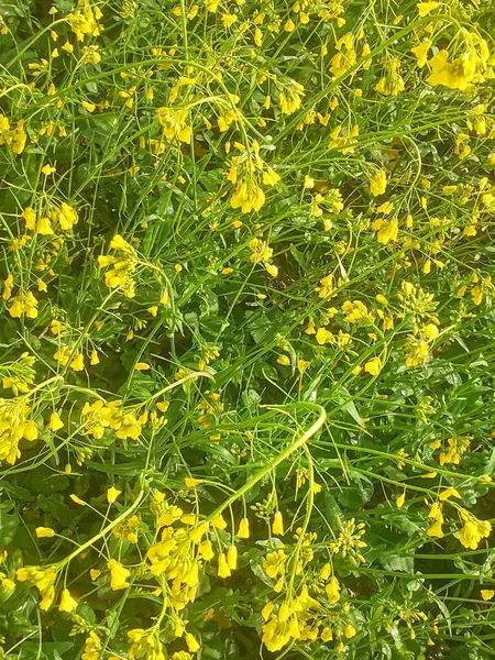 Brassica zencisi ya da sarı çiçek açan hardal bitkisi. en üstteki görünüm 