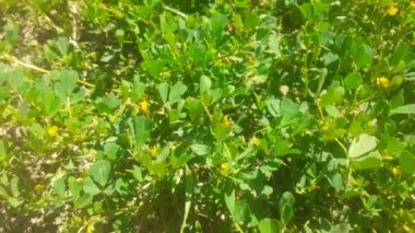 Medicago Polimorpha, California Burgonya, Burr Sıhhiye Bitkileri Güneşte yeşil çimen arka planı.