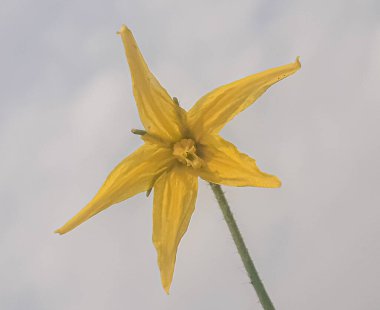 Beyaz arkaplanda domates sarısı çiçek 