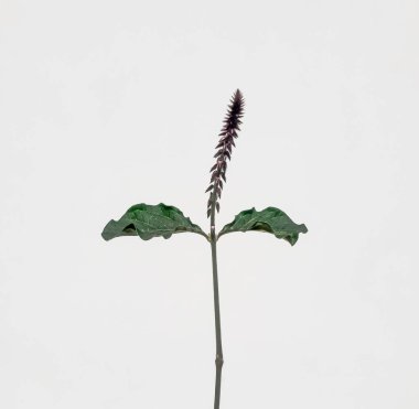 Beyaz arkaplan ile dikenli saman çiçeği (Achyranthes aspera) bitkisi 