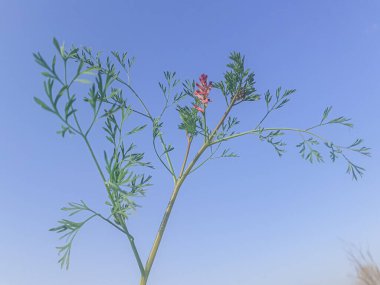 Fumaria officinalis plant or fumitory on blue sky  clipart