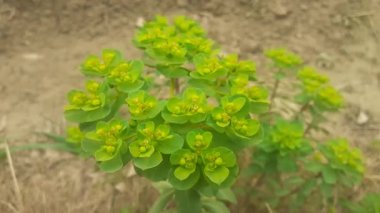 Güneşli süt ya da topraklı deli kadın sütü