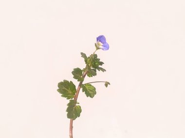 Pers yarış bitkisi (Veronica Persica), Bireye Speedwell olarak da bilinir ve beyaz arka planda izole edilmiştir. 