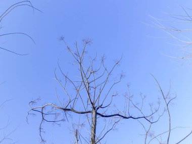 Leafless neem tree with twisted branches, against blue sky  clipart