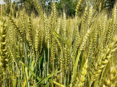 Buğday tarlası arkaplanı 