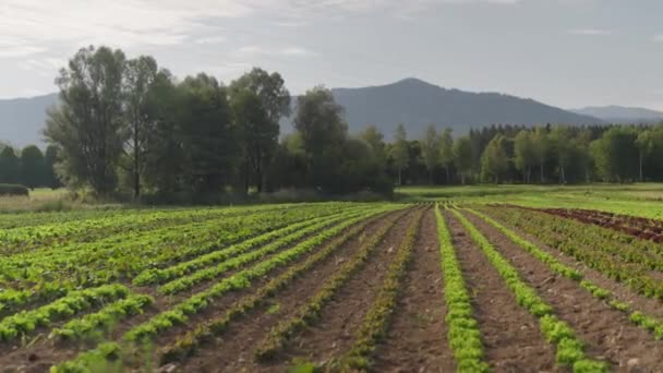 レタス サラダ フィールド オーガニックアウトドアフード 背面の高品質の4K映像の山 — ストック動画