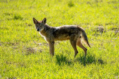Kaliforniya 'da bir tarlada çakal. Yüksek kalite fotoğraf