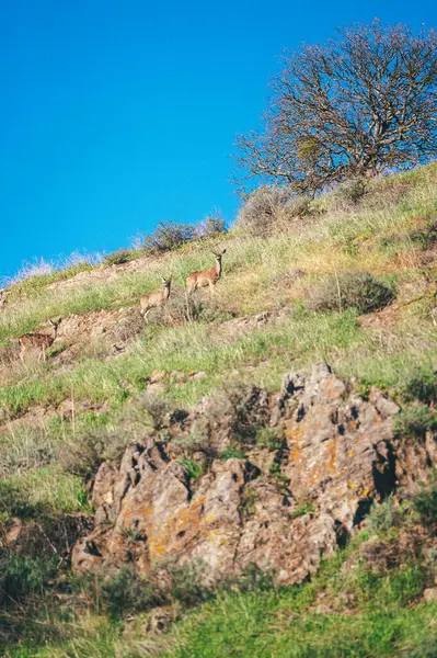 Walnut Creek California 'da bir tepede geyik. Yüksek kalite fotoğraf