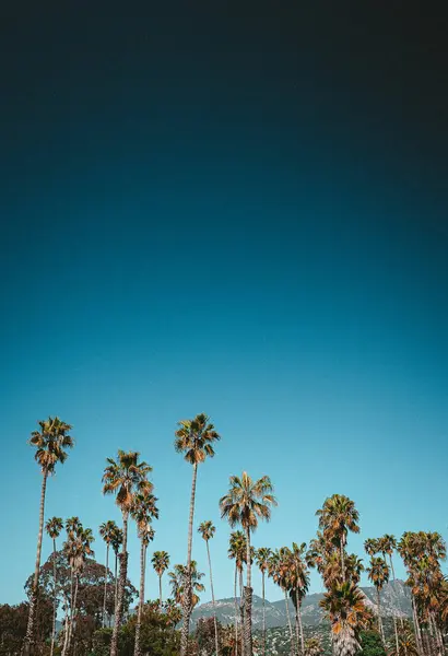 Kaliforniya 'da palmiyeler, kumsalda gökyüzü. Yüksek kalite fotoğraf
