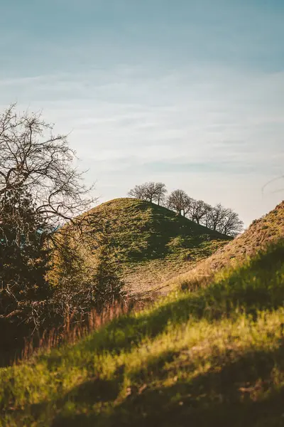 Walnut Creek California 'da bir tepede geyik. Yüksek kalite fotoğraf