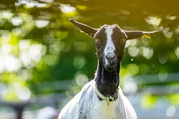 Komik görünüşlü keçi portresi. Yüksek kalite fotoğraf