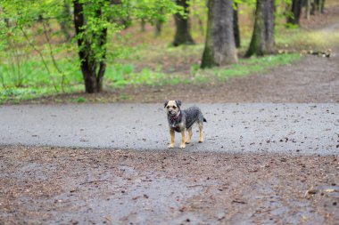 a dog in a rainy park