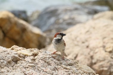 Güneşli bir günde bir kayanın üzerinde duran küçük bir kuş