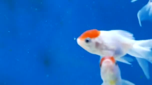 Oranje Kop Witte Vissen Zwemmen — Stockvideo