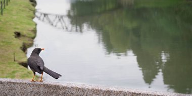 Huzurlu Yansımalar: Huzurlu Göl Ortasında Güzel Bir Karatavuk