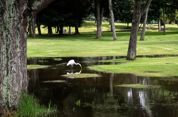 Egret fishing in a wetland. Natural environment with puddles and trees. Heron walking on a lake. World water day