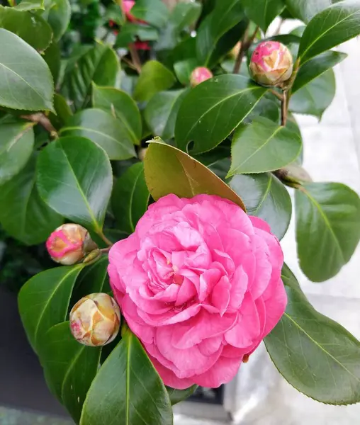 Beautiful Pink, rose-like Camellia japonica flower and unopened buds against evergreen glossy leaves. Beautiful blooming nature. Beautiful close-up flowers suitable for background and screensaver.
