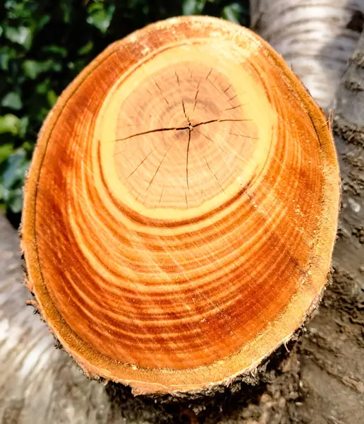 A beautiful texture pattern after a tree is cut down. Close up