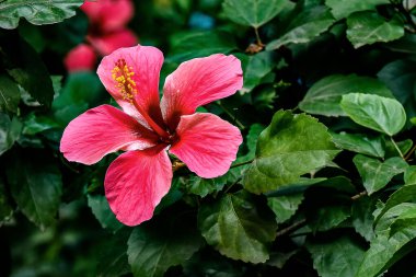 Bir amber çiçeğinin canlı yakın plan fotoğrafı, büyük, narin taç yaprakları ve belirgin erkeklik organlarını sergiliyor. Tropikal güzelliği ve tıbbi özellikleriyle bilinen bu amberçiçeği sıkça sıcaklık, canlılık ve egzotik zarafetle ilişkilendirilir..