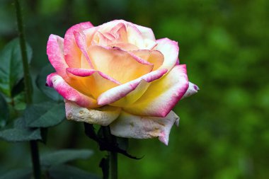 Tek bir gül çiçeğinin güzel yakın plan fotoğrafı. Narin taç yapraklarını ve karmaşık doğal detayları vurguluyor. Yumuşak dokular ve gülün zengin rengi onu aşkın, romantizmin ve zerafetin ebedi sembolü yapar..