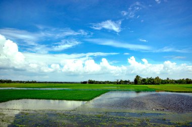 Geniş pirinç tarlaları, tüylü beyaz bulutlarla dolu canlı mavi bir gökyüzünün altında parlar. Yansımalar su yüzeyinde dans ediyor, öğleden sonra güneş ışığıyla yıkanan bu kırsal alanın dingin cazibesini vurguluyor..