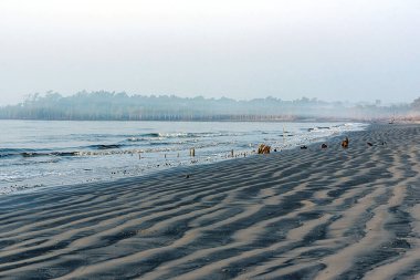 Sakin sularda altın güneş ışığı parıldıyor. Nazik dalgalar, Bangladeş, Sundarbans 'ın eşsiz siyah kumsal sahilini silip süpürüyor. Sabahın erken saatlerinde sis ufku kaplıyor ve etrafındaki ağaçlar arasında huzurlu ve huzurlu bir atmosfer yaratıyor..