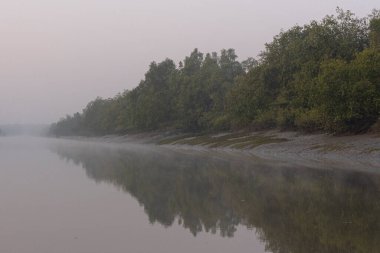 Güneşin doğuşu gibi yumuşak sabah sisiyle kaplanmış, Bangladeş, Sundarbans 'da yemyeşil bir nehir kıvrılır..