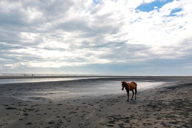 Kahverengi bir at alçak gelgit sırasında kumsalda ıslak bir kum bölgesinde dolaşır. Gökyüzü bulutlarla dolu, sakin ve sakin bir atmosfer yaratıyor..