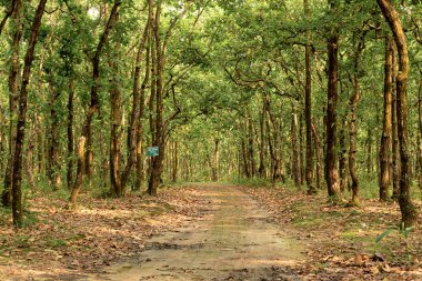 Uzun ağaçlar ve doğal yeşilliklerle çevrili sık bir ormanı kesen sessiz bir yolun manzarası. Barışçıl atmosfer ve el değmemiş vahşi doğa bu görüntüyü doğa, seyahat, macera ve yalnızlıkla ilgili konular için ideal kılıyor..