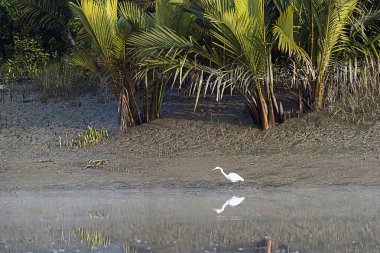 Bir balıkçıl, şafak vakti sulak bir arazide sığ sularda yüzer. Yansıması sakin bir yüzeyde görülebilir. Yeşil bitki örtüsü ve yumuşak ışık sakin bir atmosfer yaratır..