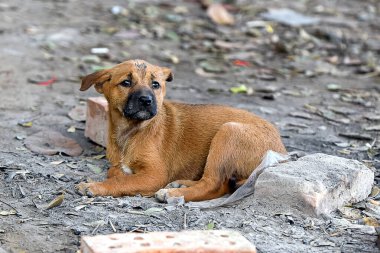 Küçük bir köpek yavrusu, taşlarla ve molozlarla dolu bir toprak yüzeyde rahatça yatıyor. Dışarısı aydınlık, gün ışığında sıcak, huzurlu bir ortam yaratıyor..