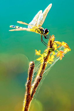 Taze taze yapraklar ve narin örümcek ağlarıyla süslenmiş bir dal üzerine tünemiş renkli bir yusufçuğun çarpıcı makro görüntüsü..